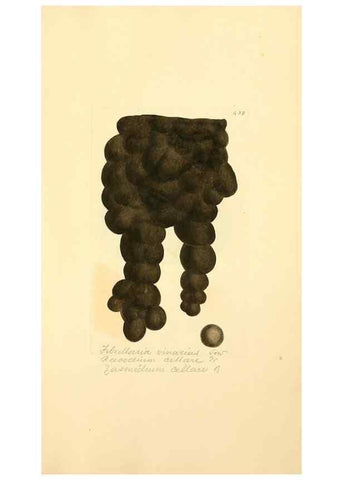 Reproducción/Reproduction 8230609630: Coloured figures of English fungi or mushrooms.. London,Printed by J. Davis,1797-[1809]
