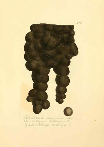 Reproducción/Reproduction 8230609630: Coloured figures of English fungi or mushrooms.. London,Printed by J. Davis,1797-[1809]
