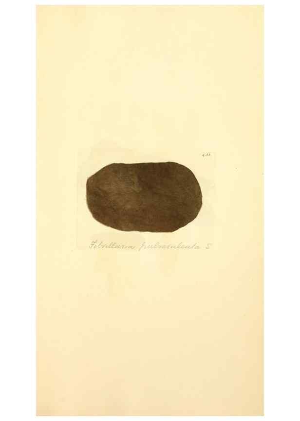 Reproducción/Reproduction 8230610010: Coloured figures of English fungi or mushrooms.. London,Printed by J. Davis,1797-[1809]