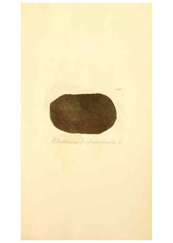 Reproducción/Reproduction 8230610010: Coloured figures of English fungi or mushrooms.. London,Printed by J. Davis,1797-[1809]