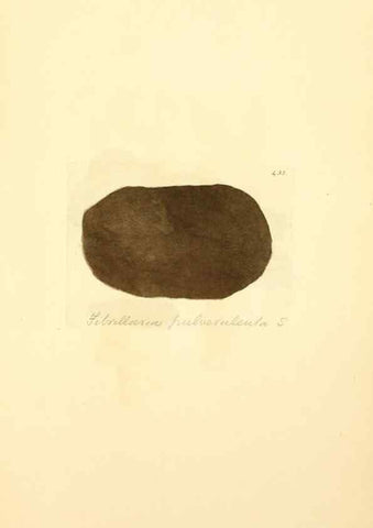 Reproducción/Reproduction 8230610010: Coloured figures of English fungi or mushrooms.. London,Printed by J. Davis,1797-[1809]