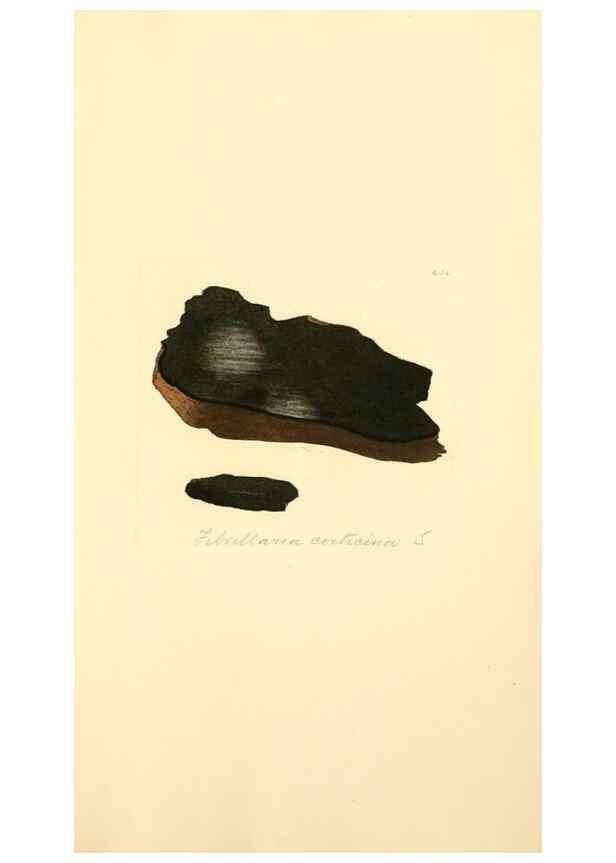 Reproducción/Reproduction 8229545685: Coloured figures of English fungi or mushrooms.. London,Printed by J. Davis,1797-[1809]