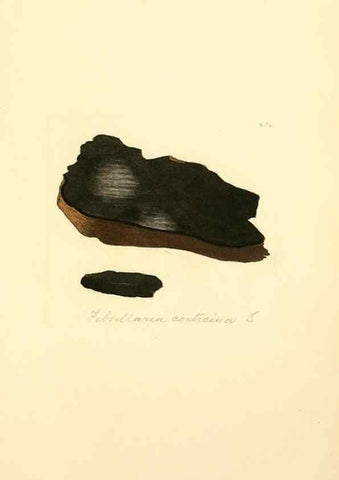 Reproducción/Reproduction 8229545685: Coloured figures of English fungi or mushrooms.. London,Printed by J. Davis,1797-[1809]