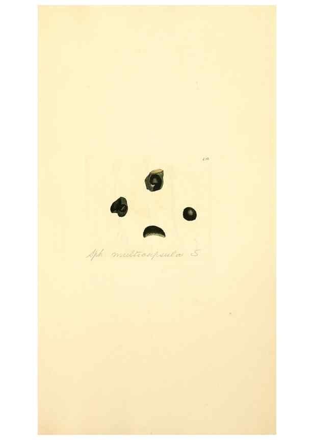 Reproducción/Reproduction 8230611224: Coloured figures of English fungi or mushrooms.. London,Printed by J. Davis,1797-[1809]