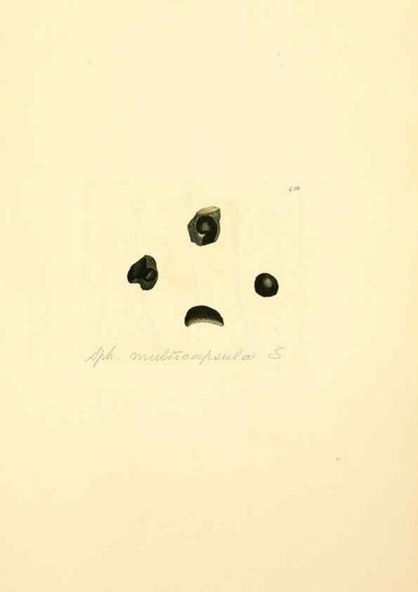 Reproducción/Reproduction 8230611224: Coloured figures of English fungi or mushrooms.. London,Printed by J. Davis,1797-[1809]