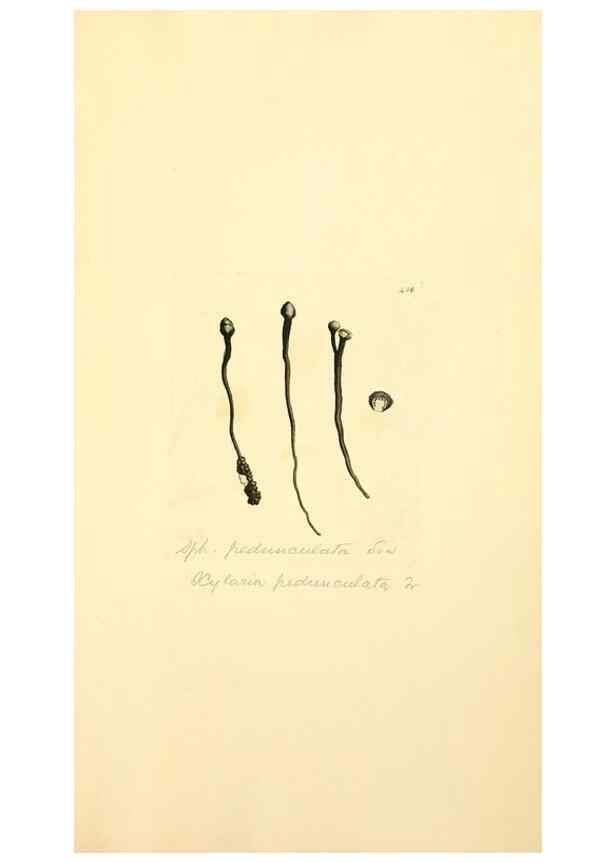 Reproducción/Reproduction 8230611840: Coloured figures of English fungi or mushrooms.. London,Printed by J. Davis,1797-[1809]