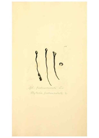Reproducción/Reproduction 8230611840: Coloured figures of English fungi or mushrooms.. London,Printed by J. Davis,1797-[1809]