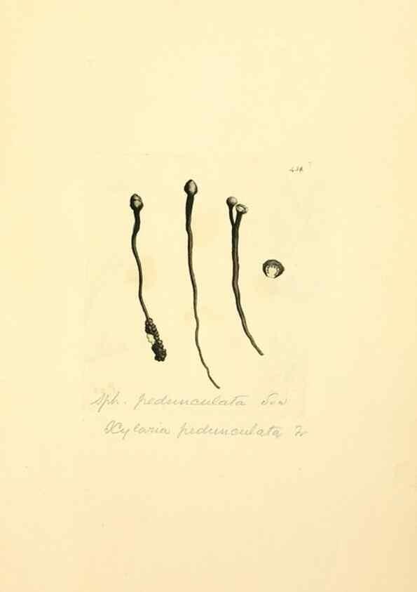 Reproducción/Reproduction 8230611840: Coloured figures of English fungi or mushrooms.. London,Printed by J. Davis,1797-[1809]