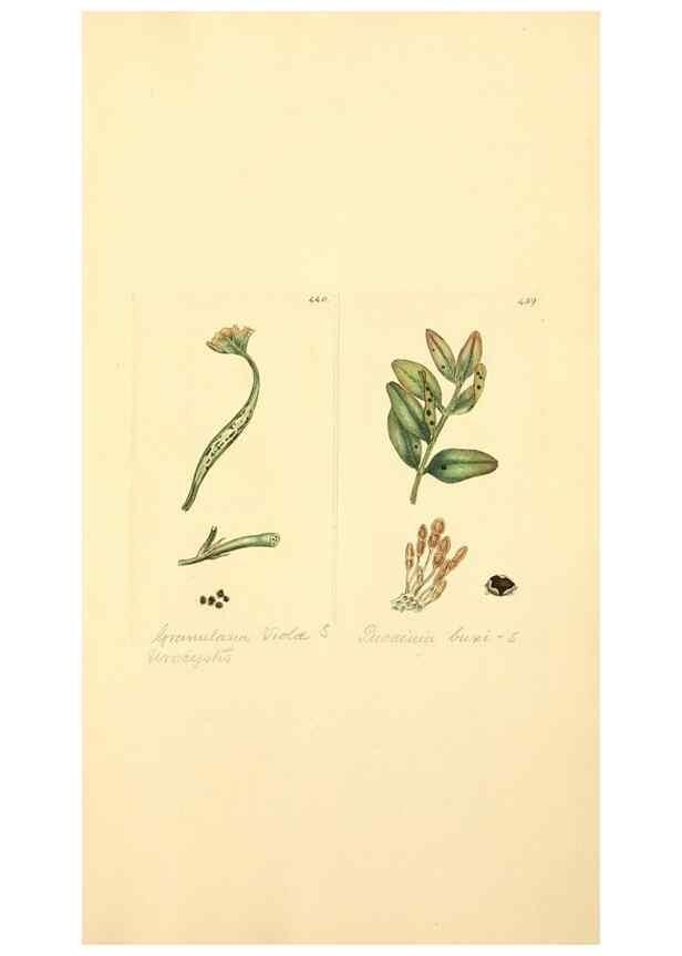 Reproducción/Reproduction 8230612346: Coloured figures of English fungi or mushrooms.. London,Printed by J. Davis,1797-[1809]