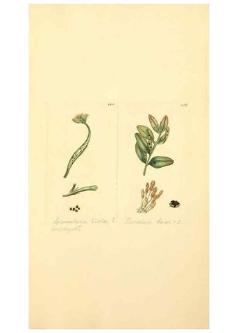 Reproducción/Reproduction 8230612346: Coloured figures of English fungi or mushrooms.. London,Printed by J. Davis,1797-[1809]