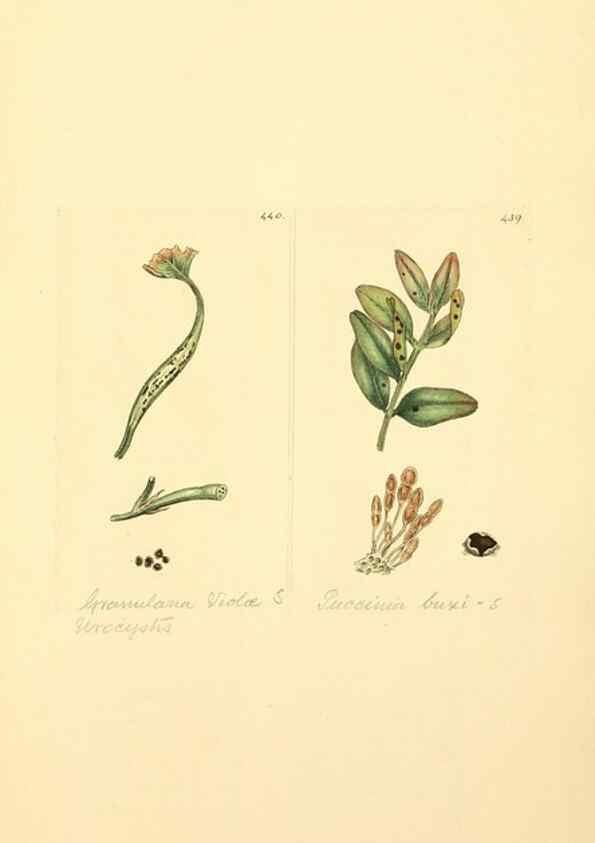 Reproducción/Reproduction 8230612346: Coloured figures of English fungi or mushrooms.. London,Printed by J. Davis,1797-[1809]
