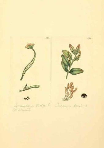 Reproducción/Reproduction 8230612346: Coloured figures of English fungi or mushrooms.. London,Printed by J. Davis,1797-[1809]
