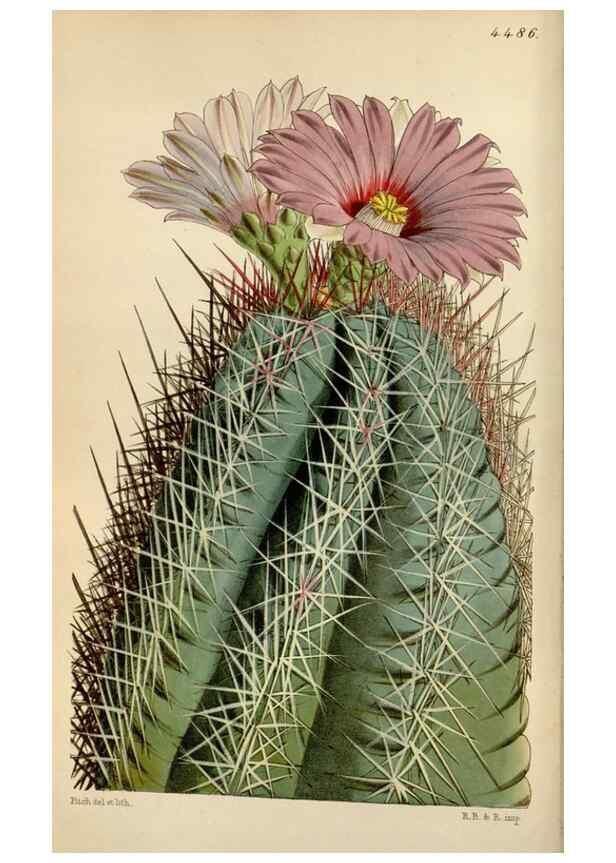 Reproducción/Reproduction 8241568022: Curtis's botanical magazine.. London ;New York [etc.] :Academic Press [etc.]