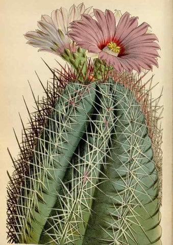 Reproducción/Reproduction 8241568022: Curtis's botanical magazine.. London ;New York [etc.] :Academic Press [etc.]