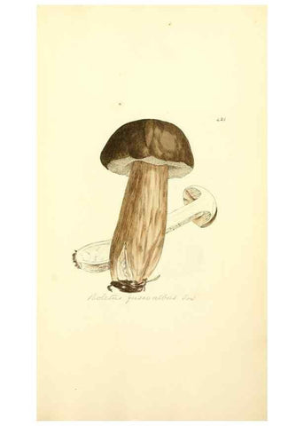 Reproducción/Reproduction 8229540257: Coloured figures of English fungi or mushrooms.. London,Printed by J. Davis,1797-[1809]