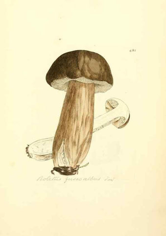 Reproducción/Reproduction 8229540257: Coloured figures of English fungi or mushrooms.. London,Printed by J. Davis,1797-[1809]