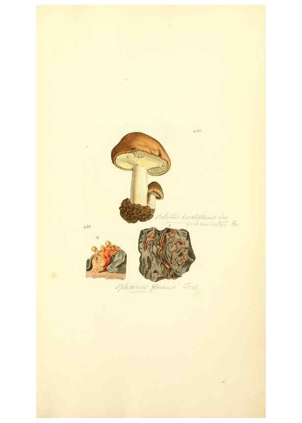 Reproducción/Reproduction 8230604558: Coloured figures of English fungi or mushrooms.. London,Printed by J. Davis,1797-[1809]