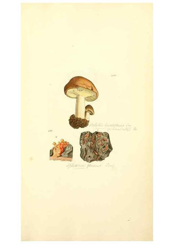 Reproducción/Reproduction 8230604558: Coloured figures of English fungi or mushrooms.. London,Printed by J. Davis,1797-[1809]