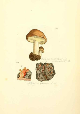 Reproducción/Reproduction 8230604558: Coloured figures of English fungi or mushrooms.. London,Printed by J. Davis,1797-[1809]