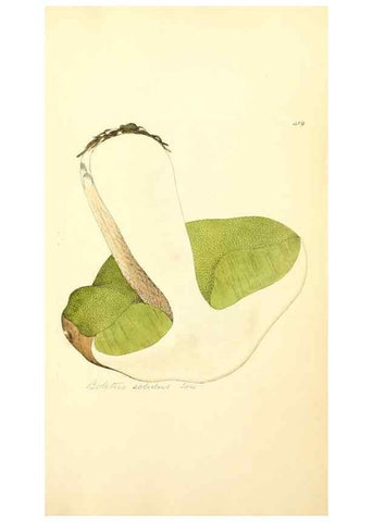 Reproducción/Reproduction 8230604136: Coloured figures of English fungi or mushrooms.. London,Printed by J. Davis,1797-[1809]