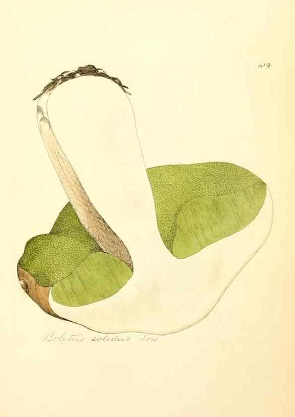 Reproducción/Reproduction 8230604136: Coloured figures of English fungi or mushrooms.. London,Printed by J. Davis,1797-[1809]