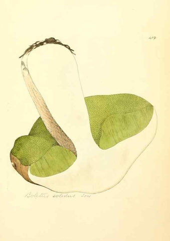 Reproducción/Reproduction 8230604136: Coloured figures of English fungi or mushrooms.. London,Printed by J. Davis,1797-[1809]