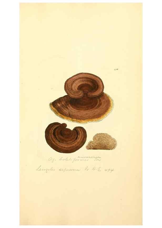 Reproducción/Reproduction 8230603690: Coloured figures of English fungi or mushrooms.. London,Printed by J. Davis,1797-[1809]