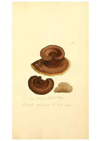 Reproducción/Reproduction 8230603690: Coloured figures of English fungi or mushrooms.. London,Printed by J. Davis,1797-[1809]