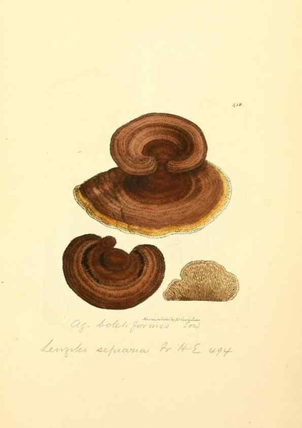 Reproducción/Reproduction 8230603690: Coloured figures of English fungi or mushrooms.. London,Printed by J. Davis,1797-[1809]