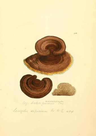 Reproducción/Reproduction 8230603690: Coloured figures of English fungi or mushrooms.. London,Printed by J. Davis,1797-[1809]
