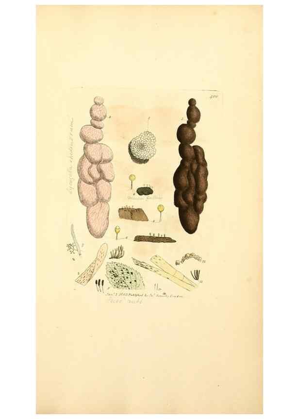 Reproducción/Reproduction 8230595262: Coloured figures of English fungi or mushrooms.. London,Printed by J. Davis,1797-[1809]