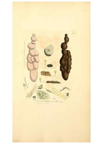 Reproducción/Reproduction 8230595262: Coloured figures of English fungi or mushrooms.. London,Printed by J. Davis,1797-[1809]