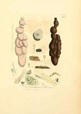 Reproducción/Reproduction 8230595262: Coloured figures of English fungi or mushrooms.. London,Printed by J. Davis,1797-[1809]