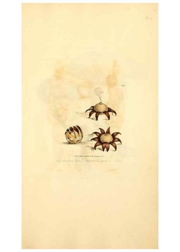 Reproducción/Reproduction 8230595744: Coloured figures of English fungi or mushrooms.. London,Printed by J. Davis,1797-[1809]