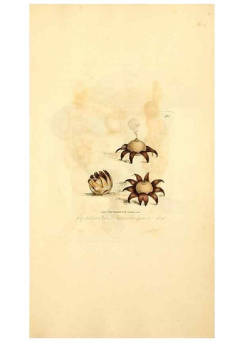 Reproducción/Reproduction 8230595744: Coloured figures of English fungi or mushrooms.. London,Printed by J. Davis,1797-[1809]