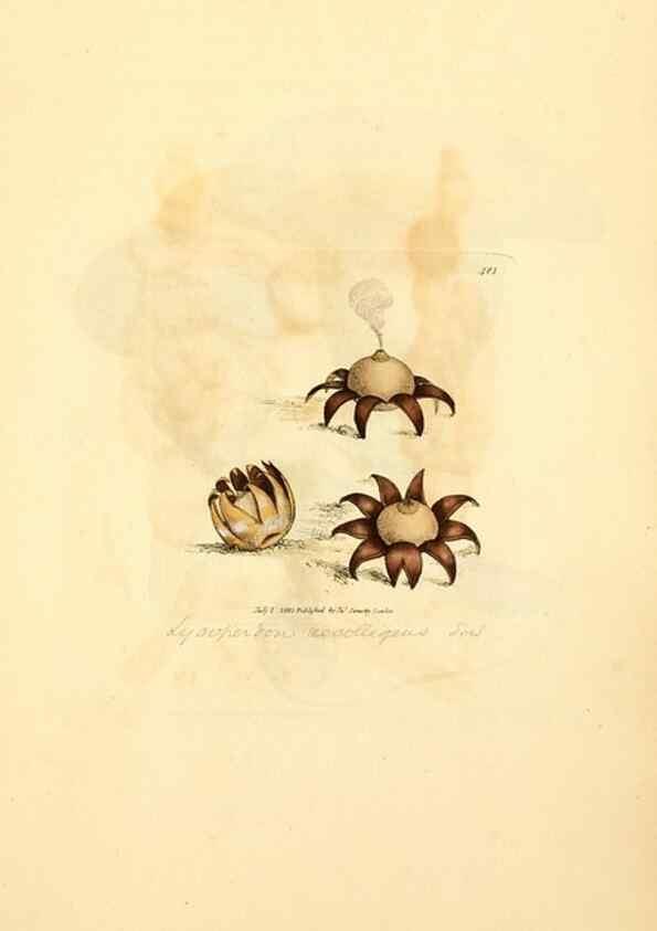 Reproducción/Reproduction 8230595744: Coloured figures of English fungi or mushrooms.. London,Printed by J. Davis,1797-[1809]