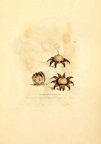 Reproducción/Reproduction 8230595744: Coloured figures of English fungi or mushrooms.. London,Printed by J. Davis,1797-[1809]