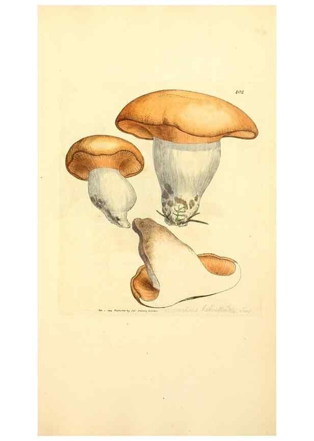 Reproducción/Reproduction 8229531315: Coloured figures of English fungi or mushrooms.. London,Printed by J. Davis,1797-[1809]