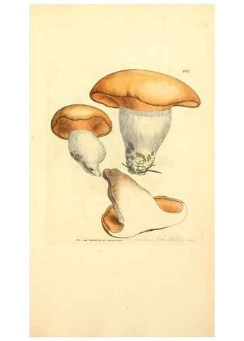 Reproducción/Reproduction 8229531315: Coloured figures of English fungi or mushrooms.. London,Printed by J. Davis,1797-[1809]