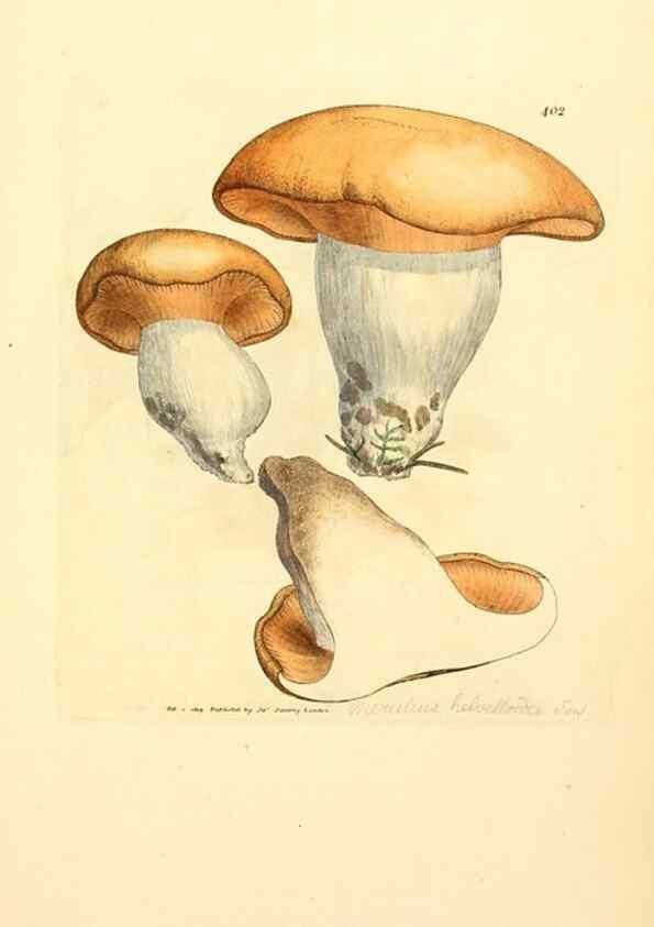 Reproducción/Reproduction 8229531315: Coloured figures of English fungi or mushrooms.. London,Printed by J. Davis,1797-[1809]