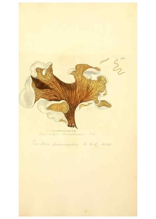 Reproducción/Reproduction 8230596638: Coloured figures of English fungi or mushrooms.. London,Printed by J. Davis,1797-[1809]