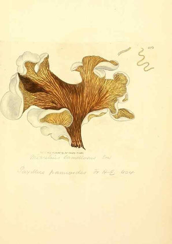 Reproducción/Reproduction 8230596638: Coloured figures of English fungi or mushrooms.. London,Printed by J. Davis,1797-[1809]