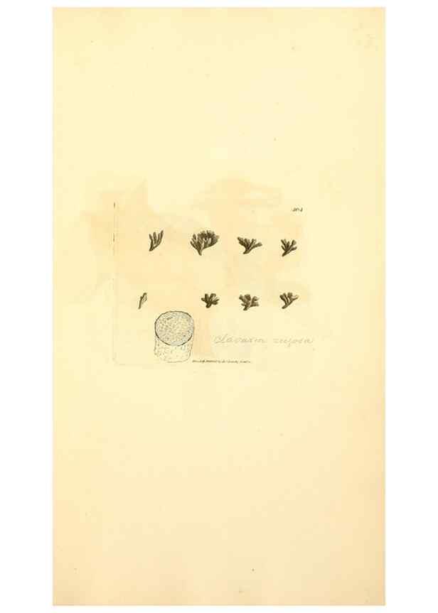 Reproducción/Reproduction 8230597018: Coloured figures of English fungi or mushrooms.. London,Printed by J. Davis,1797-[1809]