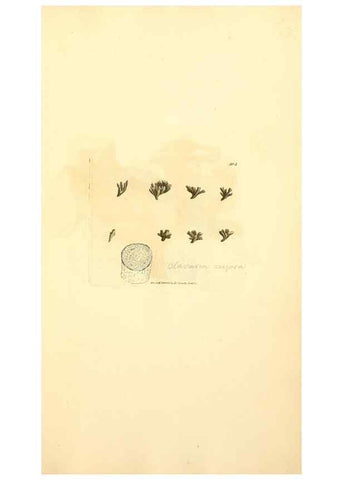 Reproducción/Reproduction 8230597018: Coloured figures of English fungi or mushrooms.. London,Printed by J. Davis,1797-[1809]