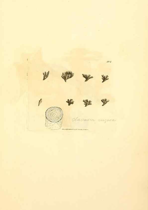 Reproducción/Reproduction 8230597018: Coloured figures of English fungi or mushrooms.. London,Printed by J. Davis,1797-[1809]
