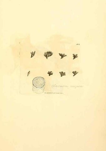 Reproducción/Reproduction 8230597018: Coloured figures of English fungi or mushrooms.. London,Printed by J. Davis,1797-[1809]