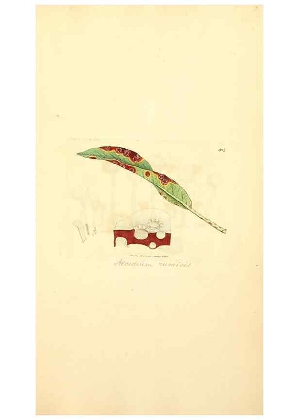 Reproducción/Reproduction 8229532669: Coloured figures of English fungi or mushrooms.. London,Printed by J. Davis,1797-[1809]