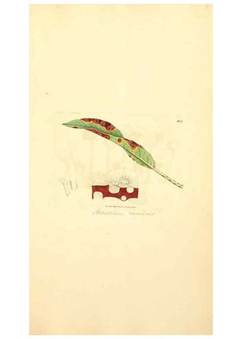 Reproducción/Reproduction 8229532669: Coloured figures of English fungi or mushrooms.. London,Printed by J. Davis,1797-[1809]