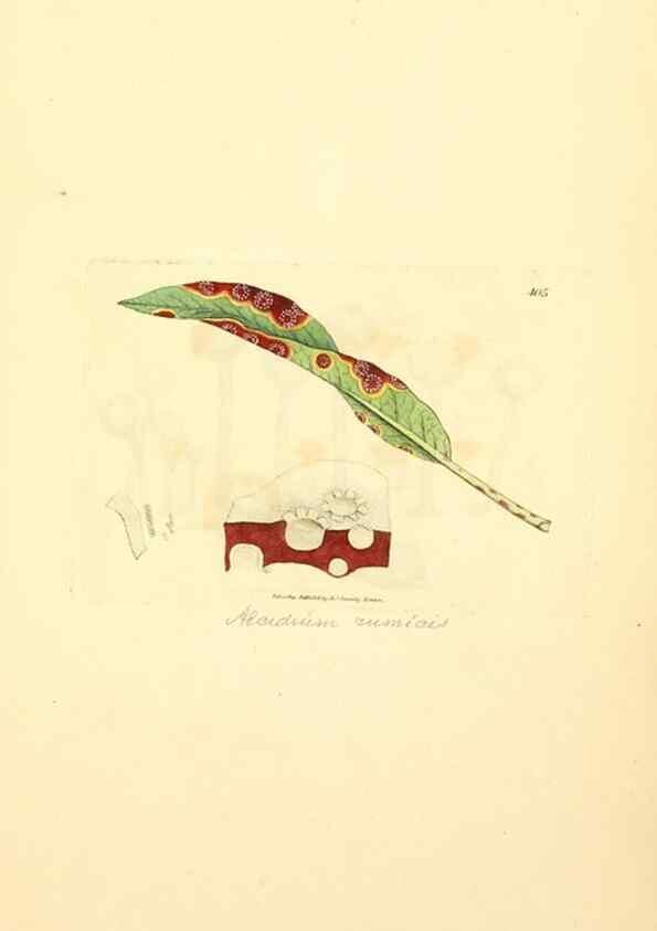 Reproducción/Reproduction 8229532669: Coloured figures of English fungi or mushrooms.. London,Printed by J. Davis,1797-[1809]