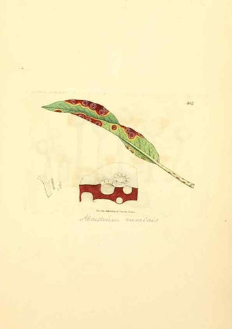 Reproducción/Reproduction 8229532669: Coloured figures of English fungi or mushrooms.. London,Printed by J. Davis,1797-[1809]
